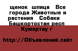 щенок  шпица - Все города Животные и растения » Собаки   . Башкортостан респ.,Кумертау г.